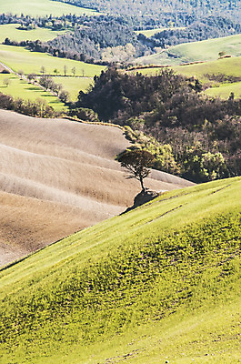 포토 JPG 해외이미지 나무 유럽 여행 밭 자연 포도 주택 풍경 사람없음 야외 초록색 농장 농경지 와인 이탈리아 시골 빌라 언덕 시력 포도밭 포도나무 밭일 양조장 토스카나 해외202004 해외포토 식물 나라 컬러 농업 과일 주류 건물 과일나무 생태계 파일형식 이미지허브