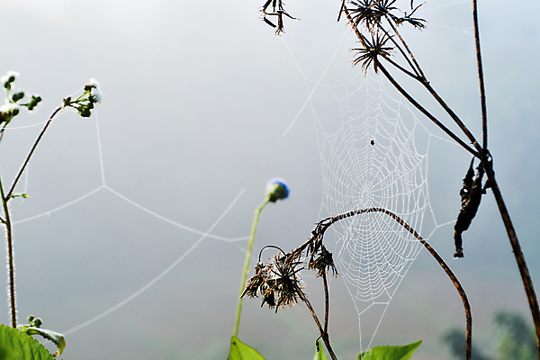 포토 JPG 해외이미지 식물 꽃 백그라운드 자연 아침 사람없음 물 웹 젖음 안개 물방울 그물 떨어짐 이슬 거미줄 빗방울 거미 내추럴 해외202004 해외포토 주간 자연요소 곤충 컨셉 인터넷 날씨 비_날씨 생태계 파일형식 이미지허브