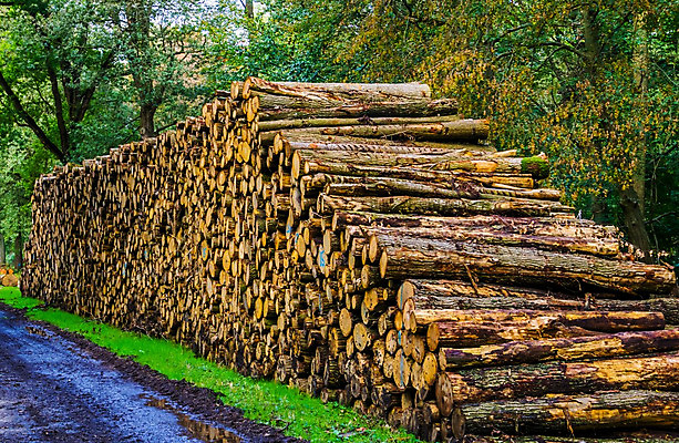 포토 JPG 해외이미지 나무 산업 도로 길 백그라운드 패턴 농업 자연 불 사람없음 목재 쌓기 환경 주식 숲 자르기 네덜란드 벽난로 통나무 진흙 잡동사니 유지 내추럴 축적 방법 벌목 생태학 수목 개조 해외202004 해외포토 자연요소 식물 교육 유럽 무늬 재료 교통시설 모션 금융 생태계 파일형식 이미지허브