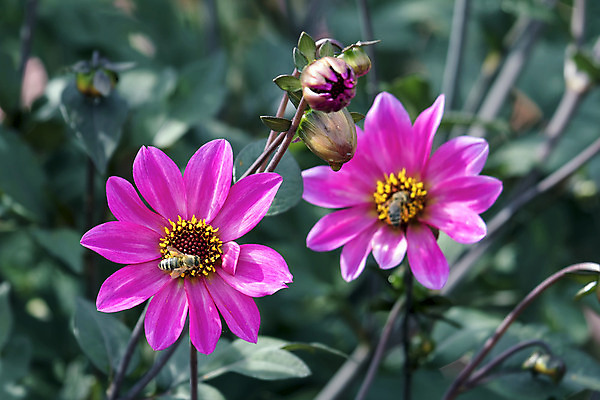 포토 JPG 해외이미지 식물 공원 꽃잎 꽃 분홍색 곤충 백그라운드 잎 밭 전구 자연 사람없음 새싹 정원 놀이방 벚꽃 뜨거움 소프트포커스 이슬 달리아 질감 보케 깊이 뒤뜰 해외202004 해외포토 동물 공공시설 컬러 농업 촬영기법 생태계 파일형식 이미지허브