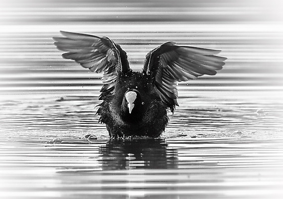 포토 JPG 해외이미지 동물 호수 야생동물 파도 백그라운드 자연 조류 오리 사람없음 물 머리 검은색 흰색 땅 동물상 착륙 해외202004 해외포토 자연요소 바다 컬러 신체부위 조형물 생태계 파일형식 이미지허브