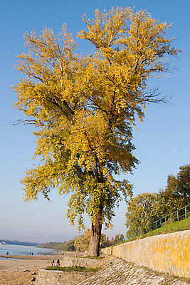 포토 JPG 해외이미지 나무 계절 공원 호수 여행 잎 자연 그림자 풍경 사람없음 목재 초록색 물 여름 빛 강 봄 강가 스카이라인 부둣가 파멸 해외202004 해외포토 자연요소 식물 공공시설 컬러 컨셉 재료 항구 생태계 파일형식 소멸 이미지허브