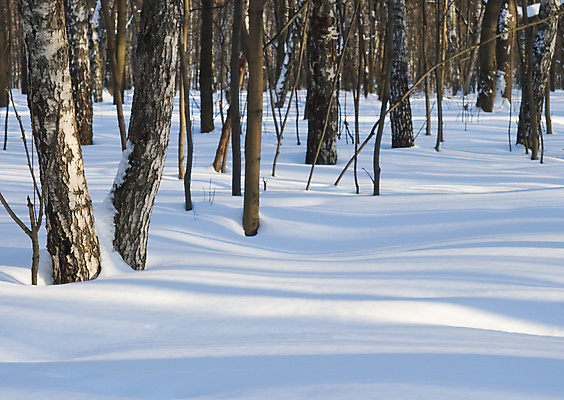 포토 JPG 해외이미지 나무 계절 공원 선 겨울 자연 표면 날씨 그림자 풍경 사람없음 야외 가로 파란색 빛 햇빛 맑음 얼음 검은색 침묵 줄무늬 추위 안개 흰색 나뭇가지 신선 은색 숲 질감 서리 장면 눈내림 해외202004 해외포토 자연요소 식물 공공시설 컬러 무늬 눈_날씨 태양 소리 생태계 파일형식 이미지허브