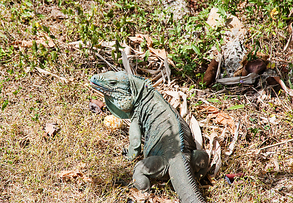 포토 JPG 해외이미지 동물 야생동물 섬 파충류 자연 생물 종류 사람없음 야외 파란색 도마뱀 이구아나 멸종 해외202004 해외포토 컬러 생태계 파일형식 이미지허브