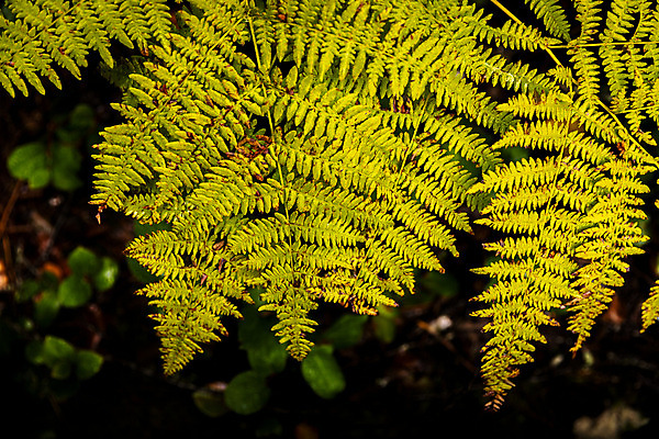 포토 JPG 해외이미지 나무 식물 잎 자연 사람없음 목재 초록색 노란색 정원 가을 신선 숲 열대우림 내추럴 양치류 해외202004 해외포토 계절 컬러 재료 생태계 파일형식 이미지허브