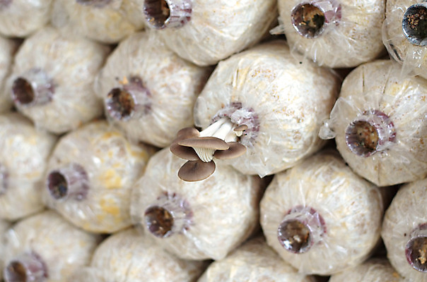 포토 JPG 해외이미지 식물 음식 백그라운드 다이어트 채소 재료 자연 건강 사람없음 농장 갈색 버섯 젖음 굴 흰색 신선 먹기 유기농 질감 내추럴 곰팡이 채식주의자 캡모자 해외202004 해외포토 모자_잡화 웰빙 컬러 농업 모션 어패류 생태계 채식 파일형식 이미지허브