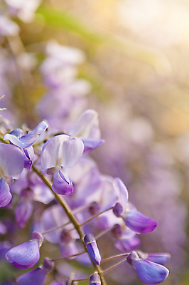포토 JPG 해외이미지 나무 식물 계절 꽃잎 꽃 음식 백그라운드 잎 재료 자연 건강 요리 사람없음 야외 치료 초록색 약 노란색 검은색 봄 벚꽃 흰색 나뭇가지 신선 개화 약초 다발 약국 먹기 허브 향기 꿀 메뚜기 내추럴 아카시아 해외202004 해외포토 컬러 곤충 의학 모션 풀_식물 생태계 냄새 파일형식 이미지허브