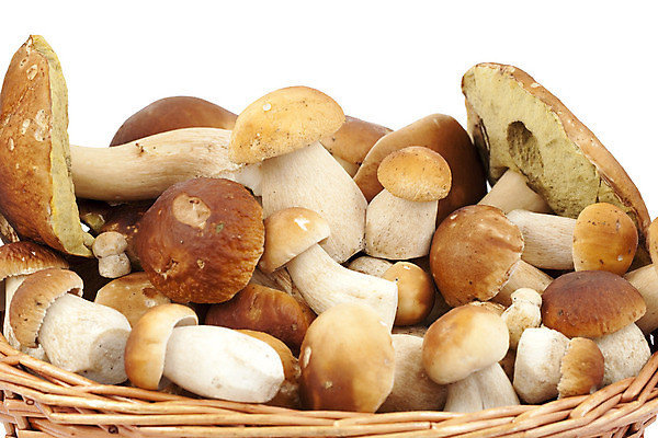 포토 JPG 해외이미지 음식 채소 사람없음 갈색 바구니 버섯 신선 큼 흰배경 날것 그물버섯 식용 캡모자 해외202004 해외포토 모자_잡화 컬러 백그라운드 흰색 크기 파일형식 이미지허브