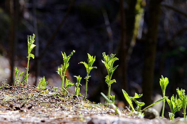 포토 JPG 해외이미지 나무 유럽 여행 자연 하늘 휴가 스키 휴식 산 독일 사람없음 파란색 봄 추위 흰색 도시 숲 알프스 단절 바이에른 해외202004 해외포토 식물 계절 나라 컬러 컨셉 겨울스포츠 생태계 파일형식 이미지허브
