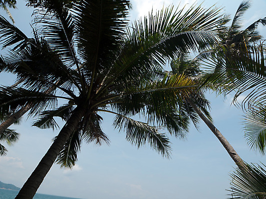 포토 JPG 해외이미지 나무 아시아 잎 과일 자연 손바닥 사람없음 야외 견과류 껍질 비행 큼 코코넛 말레이시아 해외202004 해외포토 식물 손 나라 크기 생태계 파일형식 이미지허브