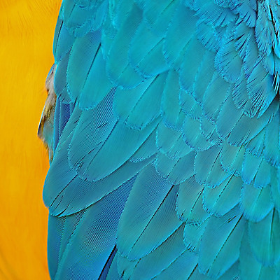 포토 JPG 해외이미지 동물 백그라운드 패턴 날개 자연 조류 사람없음 파란색 반려동물 컬러풀 노란색 황금 깃털 질감 앵무새 내추럴 이국적 해외202004 해외포토 컬러 무늬 생태계 파일형식 이미지허브