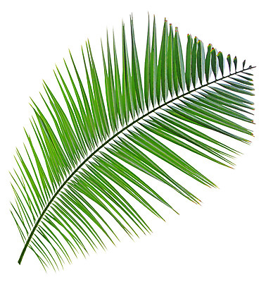 포토 JPG 해외이미지 나무 식물 줄기 백그라운드 잎 패턴 곡선 자연 손바닥 사람없음 초록색 성장 흰색 나뭇가지 숲 코코넛 고립 해외202004 해외포토 손 선 컬러 무늬 과일 생태계 파일형식 이미지허브