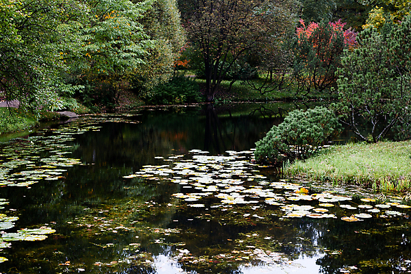 포토 JPG 해외이미지 나무 식물 공원 잎 자연 사람없음 야외 목재 가로 빨간색 초록색 물 모래사장 반사 갈색 정원 슬픔 가을 연못 많음 해외202004 해외포토 자연요소 계절 공공시설 감정 바다 컬러 컨셉 재료 생태계 파일형식 이미지허브