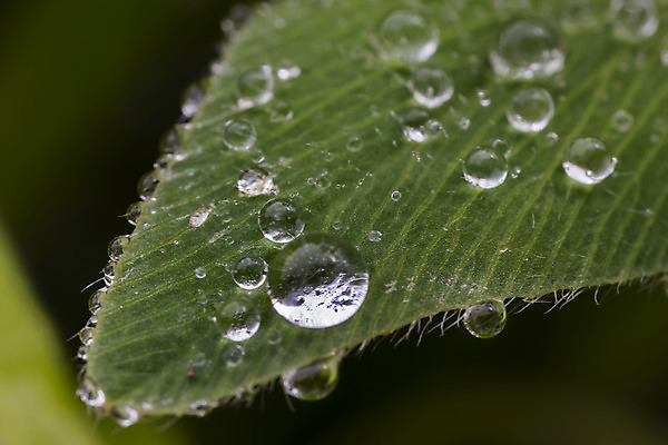 포토 JPG 해외이미지 식물 꽃 줄기 백그라운드 잎 꽃무늬 자연 표면 아침 추상 사람없음 야외 초록색 물 빛 반사 환경 정원 봄 활발 거품 젖음 흐름 물방울 신선 투명 액체 닫기 떨어짐 이슬 수분 빗방울 순수 눈물 묘사 분무기 해외202004 해외포토 주간 자연요소 계절 감정 컬러 컨셉 무늬 모션 비_날씨 생태계 파일형식 이미지허브