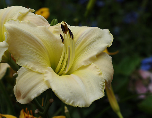 포토 JPG 해외이미지 식물 꽃잎 꽃 꽃무늬 자연 사람없음 초록색 노란색 벚꽃 난초 싱글 해외202004 해외포토 컬러 무늬 생태계 파일형식 이미지허브