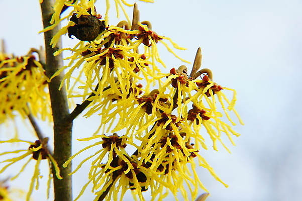 포토 JPG 해외이미지 꽃잎 꽃 사람없음 노란색 봄 닫기 관목 해외202004 해외포토 나무 식물 계절 컬러 모션 파일형식 이미지허브