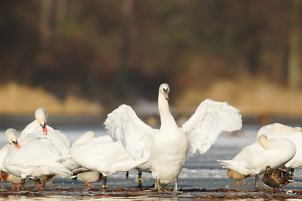 포토 JPG 해외이미지 동물 호수 물결 야생동물 백그라운드 자연 조류 발렌타인데이 사랑 사람없음 야외 물 파란색 빛 강 반사 평화 검은색 수영 침묵 거울 흰색 하트 연못 황무지 우아함 심볼 순수 깃털 부리 백조 장면 목 단아함 해외202004 해외포토 자연요소 모양 감정 컬러 컨셉 데이이벤트 신체부위 소리 수상스포츠 생태계 파일형식 이미지허브