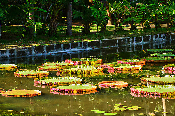 포토 JPG 해외이미지 나무 식물 공원 자연 사람없음 야외 초록색 정원 재산 그림 모리셔스 해외202004 해외포토 공공시설 컬러 금융 생태계 파일형식 이미지허브