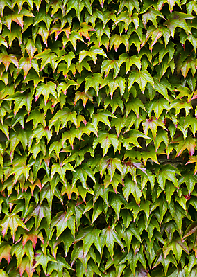 포토 JPG 해외이미지 벽 백그라운드 잎 사람없음 빨간색 초록색 컬러풀 바위 계획 덩굴 포도나무 내추럴 해외202004 해외포토 식물 컬러 컨셉 돌_바위 과일나무 파일형식 이미지허브