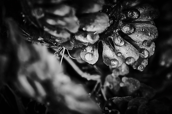 포토 JPG 해외이미지 식물 꽃 꽃무늬 자연 검은배경 추상 흑백 사람없음 물 여름 빛 어둠 슬픔 벚꽃 죽음 신비 마법 스타일 해외202004 해외포토 자연요소 계절 감정 백그라운드 컨셉 무늬 촬영기법 검은색 생태계 파일형식 이미지허브