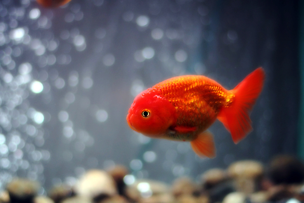 포토 JPG 해외이미지 동물 오렌지 어류 사람없음 빨간색 물 반려동물 노란색 수영 희망 연못 황금 호기심 눈금 꼬리 금붕어 지느러미 수족관 물고기자리 잉어 해외202004 해외포토 자연요소 감정 컬러 컨셉 과일 수중동물 별자리 수상스포츠 파일형식 이미지허브