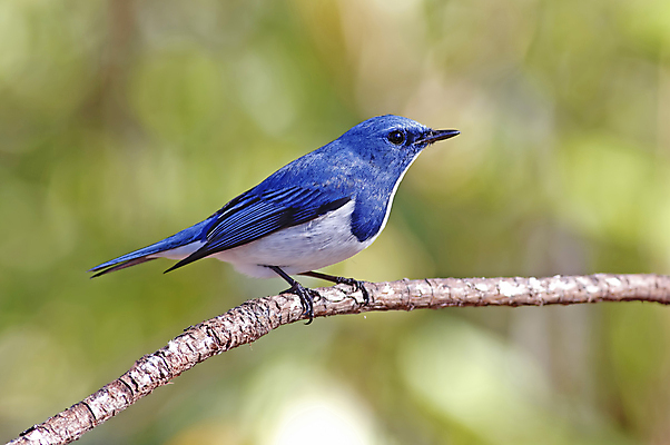 포토 JPG 해외이미지 나무 동물 여자 남자 아시아 얼굴 야생동물 백그라운드 날개 태국 자연 조류 사람없음 야외 목재 가로 초록색 컬러풀 머리 환경 나뭇가지 막대기 닫기 숲 깃털 꼬리 부리 서식지 생태학 해외202004 해외포토 식물 교육 나라 컬러 재료 모션 사람 신체부위 생태계 파일형식 이미지허브