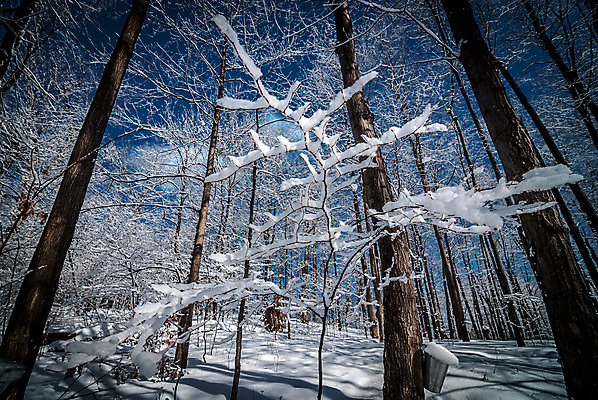 포토 JPG 해외이미지 나무 계절 단풍 캐나다 겨울 자국 자연 지붕 날씨 주택 사람없음 야외 초록색 파란색 얼음 산책로 추위 흰색 신선 황무지 숲 트랙 깊이 판잣집 해외202004 해외포토 자연요소 식물 길 컬러 잎 북아메리카 건물 생태계 파일형식 이미지허브