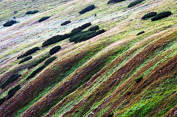 포토 JPG 해외이미지 나무 식물 계절 공원 백그라운드 잎 밭 자연 추상 풍경 잔디 사람없음 야외 초록색 여름 빛 햇빛 우주 환경 맑음 봄 활발 자유 성장 시골 땅 언덕 장면 체코 남쪽 내추럴 생태학 우크라이나 해외202004 해외포토 공공시설 교육 유럽 컬러 컨셉 무늬 농업 날씨 태양 방향 생태계 파일형식 이미지허브