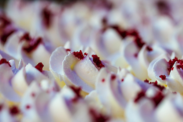 포토 JPG 해외이미지 음식 백그라운드 다이어트 재료 디저트 요리 사람없음 장식 파티 과자 케이크 얼음 거품 빵집 우유 소용돌이 흰색 축하 신선 생일 닫기 달콤 맛 상품 매끈함 유혹 설탕 굽기 크림 질감 토핑 고립 무스 채찍 페스츄리 해외202004 해외포토 자연요소 기념일 빵 컬러 컨셉 모션 유제품 건강 이벤트 상점 회오리 감각 구이 파일형식 이미지허브