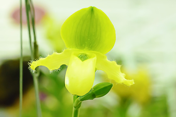 포토 JPG 해외이미지 나무 식물 디자인 꽃잎 꽃 분홍색 백그라운드 잎 꽃무늬 자연 사람없음 초록색 노란색 보라색 스파 벚꽃 흰색 신선 난초 이국적 해외202004 해외포토 컬러 무늬 생태계 파일형식 이미지허브