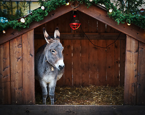 포토 JPG 해외이미지 동물 1 백그라운드 크리스마스 포유류 사람없음 야외 목재 장식 가로 반려동물 농장 머리 가축 목장 회색 종 시골 오두막 싱글 코 장면 솜털 당나귀 해외202004 해외포토 나무 기념일 컬러 농업 재료 신체부위 말_동물 파일형식 이미지허브