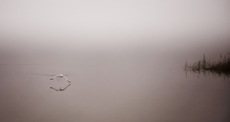 포토 JPG 해외이미지 동물 응시 야생동물 캐나다 날개 자연 갈매기 조류 아침 사람없음 야외 물 평화 수영 침묵 회색 젖음 촉촉함 추위 안개 가을 신선 황무지 우아함 먹이 가재 11월 먹기 깃털 속도 검색 사냥 내추럴 해외202004 해외포토 주간 자연요소 시선 계절 컬러 컨셉 북아메리카 모션 날씨 갑각류 소리 수상스포츠 날짜 생태계 파일형식 이미지허브