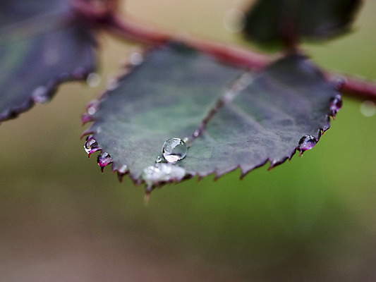 포토 JPG 해외이미지 나무 식물 공원 꽃잎 꽃 백그라운드 잎 패턴 자연 프레임 사람없음 세로 초록색 물 장미 평화 정원 봄 젖음 물방울 신선 액체 닫기 떨어짐 보호 이슬 작음 빗방울 상쾌 질감 장면 해외202004 해외포토 자연요소 계절 공공시설 감정 컬러 컨셉 무늬 모션 비_날씨 크기 생태계 파일형식 이미지허브