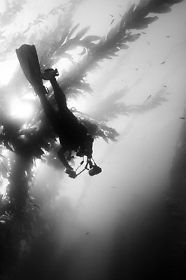 포토 JPG 해외이미지 식물 실루엣 스포츠 바다 섬 사람없음 물 빛 햇빛 카메라 바닷속 수중 수영 탐험 광선 해조류 잠수부 숲 사진사 다이빙 캘리포니아 지느러미 암초 잠수복 다시마 채널 해외202004 해외포토 자연요소 옷 촬영기법 전자제품 태양 미국 수상스포츠 해양식물 전문직 작가 수중스포츠 파일형식 이미지허브