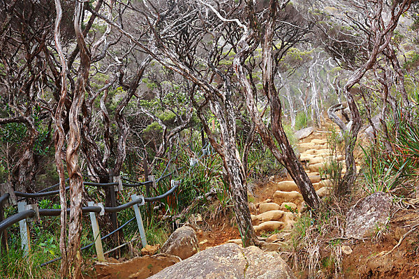 포토 JPG 해외이미지 나무 식물 공원 길 여행 잎 자국 자연 산 풍경 사람없음 야외 목재 초록색 물 계단 바위 나뭇가지 숲 신비 오솔길 방향 내추럴 방법 선로 옛날 해외202004 해외포토 자연요소 공공시설 컬러 컨셉 재료 돌_바위 생태계 파일형식 이미지허브