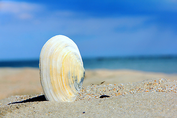 포토 JPG 해외이미지 모래 파도 바다 여행 백그라운드 자연 하늘 휴식 풍경 사람없음 물 여름 파란색 햇빛 태양 맑음 껍질 흰색 휴양지 파라다이스 해외202004 해외포토 자연요소 계절 컬러 컨셉 날씨 장소 생태계 파일형식 이미지허브