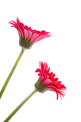 포토 JPG 해외이미지 식물 꽃 잎 2 자연 사람없음 빨간색 초록색 고립 해외202004 해외포토 컬러 생태계 파일형식 이미지허브