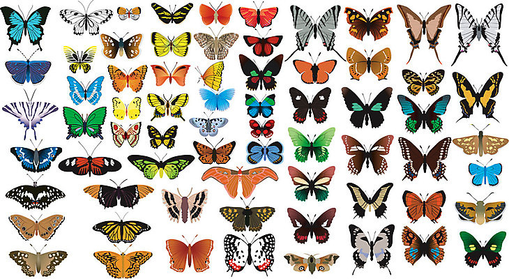 EPS 해외이미지 동물 나비 곤충 날개 일러스트 자연 목재 파란색 세트 보라색 흰색 점 얼룩 우아함 공작 수집 심볼 양배추 자두 거인 고립 지도책 해외202004 해외일러스트 나무 컬러 컨셉 채소 과일 재료 조류 책 생태계 파일형식 벡터 이미지허브