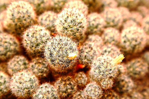 포토 JPG 해외이미지 식물 꽃 지구 공 자연 선인장 사람없음 초록색 개화 황금 척추 묘사 내추럴 해외202004 해외포토 컬러 뼈 생태계 파일형식 이미지허브