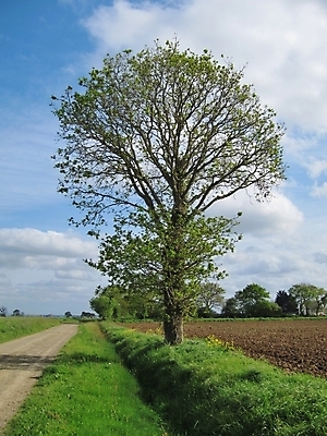 포토 JPG 해외이미지 나무 도로 교통시설 풍경 사람없음 야외 봄 시골 방법 목가 해외202004 해외포토 식물 계절 길 교통 시설 파일형식 이미지허브
