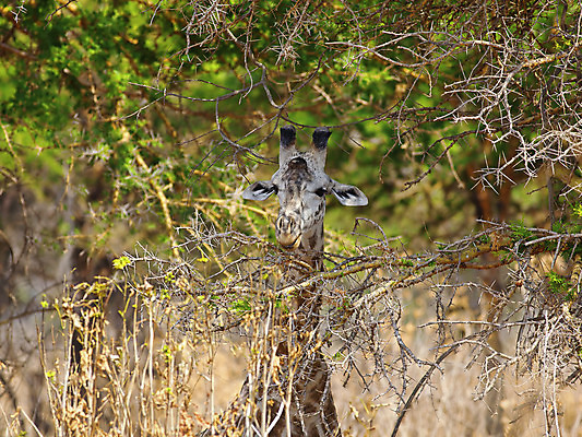 포토 JPG 해외이미지 동물 공원 야생동물 패턴 포유류 아프리카 자연 건조 서기 사람없음 게임 우아함 보호 큼 먹기 기린 사파리 목 이국적 전국 채식주의자 탄자니아 해외202004 해외포토 공공시설 나라 컨셉 무늬 모션 놀이 신체부위 크기 생태계 채식 파일형식 이미지허브