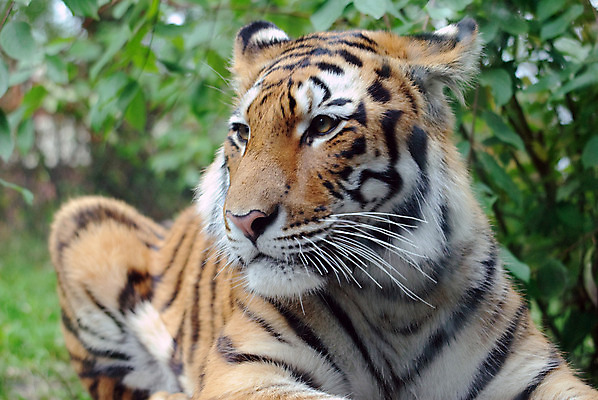 포토 JPG 해외이미지 동물 야생동물 포유류 털 사람없음 머리 고양이 호랑이 육식동물 동물상 시베리아 해외202004 해외포토 신체부위 반려동물 조형물 파일형식 이미지허브