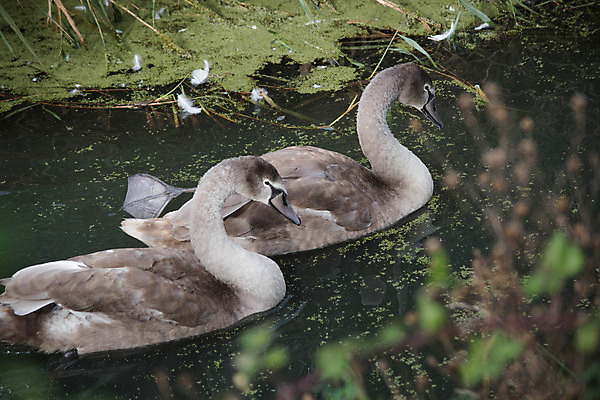 포토 JPG 해외이미지 야생동물 이동 청소년 자연 조류 사람없음 강 연못 개울 행운 깃털 백조 물새 보호구역 초식 해외202004 해외포토 동물 컨셉 사람 생태계 구역 파일형식 이미지허브