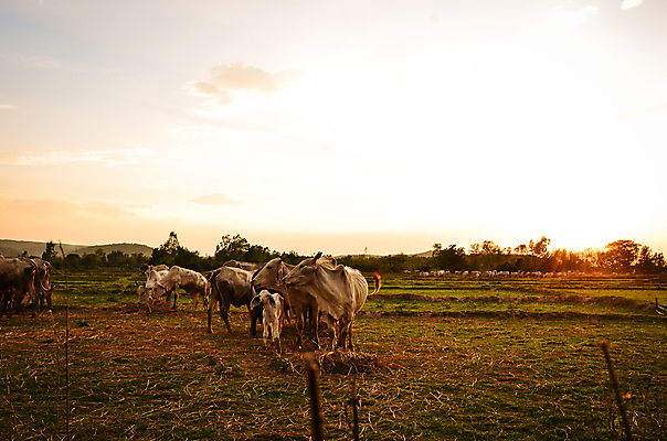 포토 JPG 해외이미지 동물 구름 계절 밭 농업 포유류 태국 자연 벽지 하늘 날씨 파노라마 풍경 사람없음 야외 초록색 울타리 태양 농장 농경지 일출 침묵 일몰 새벽 안개 가을 시골 소 방목 9월 방콕 뿌연 해외202004 해외포토 자연요소 산업 아시아 컬러 촬영기법 담장 노을 소리 날짜 축산업 생태계 파일형식 이미지허브