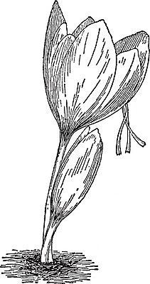 EPS 해외이미지 식물 꽃 아시아 선 일러스트 미술 검은색 수확 흰색 그림 판화 동쪽 사프란 해외202004 해외일러스트 나라 컬러 농업 문화예술 방향 향신료 파일형식 벡터 이미지허브