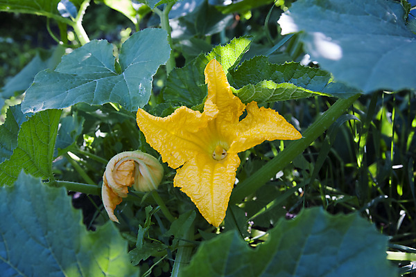 포토 JPG 해외이미지 식물 전통 꽃잎 꽃 음식 농업 다이어트 채소 오렌지 건강 요리 사람없음 초록색 여름 컬러풀 노란색 신선 황금 맛 허브 유기농 날것 내추럴 주키니 주키니호박 채식주의자 비건 해외202004 해외포토 웰빙 계절 산업 컬러 컨셉 과일 채식 파일형식 이미지허브