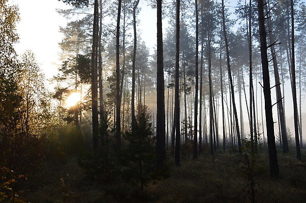 포토 JPG 해외이미지 나무 계절 실루엣 여행 백그라운드 자연 하늘 아침 산 풍경 사람없음 야외 목재 여름 마을 봄 산책 안개 시골 숲 언덕 해외202004 해외포토 주간 식물 재료 날씨 휴식 촬영기법 생태계 파일형식 이미지허브