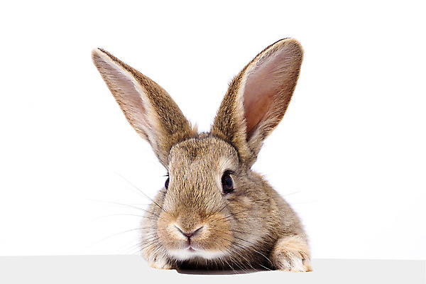 포토 JPG 해외이미지 한마리 부활절 사람없음 반려동물 귀여움 가축 토끼 흰배경 귀 해외포토 동물 1 기념일 백그라운드 컨셉 포유류 신체부위 흰색 파일형식 이미지허브