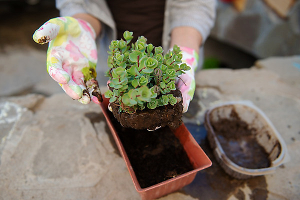 포토 JPG 해외이미지 나무 식물 백인 라이프스타일 손 여자 꽃 행복 화분 백그라운드 잎 들기 취미 신체부위 초록색 흙 작업 원예 조경 돌봄 심기 원예사 해외202004 해외포토 서양인 직업 감정 컬러 모션 사람 생활 파일형식 이미지허브