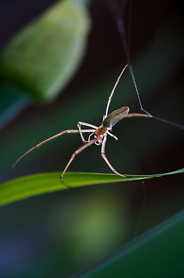 포토 JPG 해외이미지 식물 동물 계절 곤충 백그라운드 잎 패턴 밭 자연 아침 사람없음 야외 초록색 컬러풀 환경 정원 웹 봄 흰색 그물 거미줄 묘사 거미 장면 내추럴 해외202004 해외포토 주간 컬러 무늬 농업 인터넷 생태계 파일형식 이미지허브
